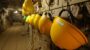 yellow helmets hanging on mining cave