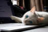 Cat reclining over laptop