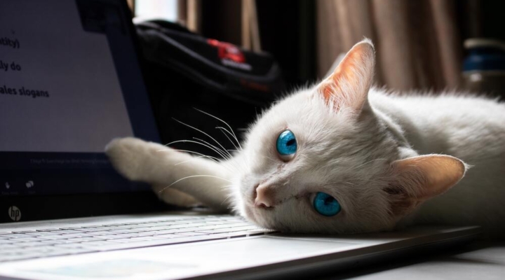 Cat reclining over laptop